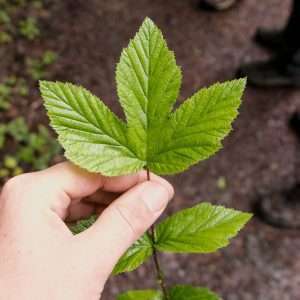Edible Meadowsweet leaves