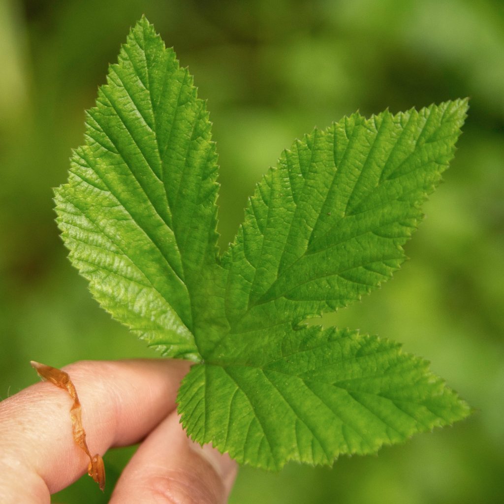 The top leaf of Meadowsweet