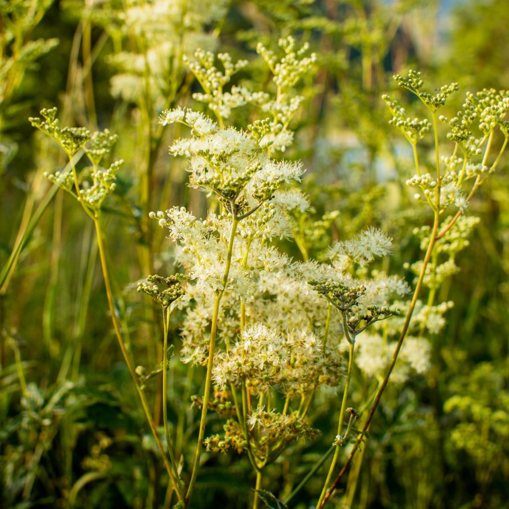 Meadowsweet flowers in May UK natural aspirin edible wild plant flower
