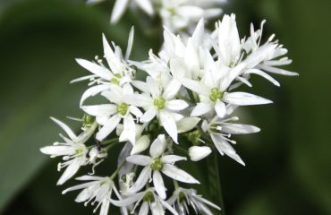 Wild garlic flowers in UK in spring