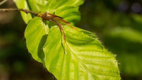 Beech leaves in spring edible wild plant UK
