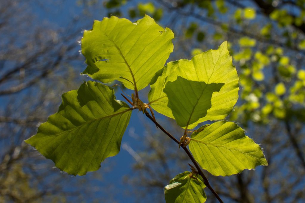 The underside of beech leaves in spring