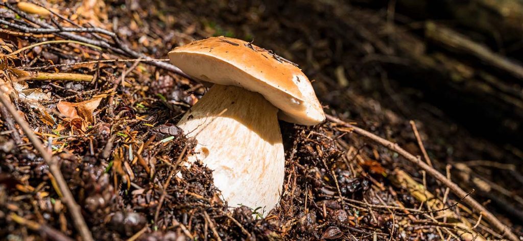 Common edible mushroom in North Wales