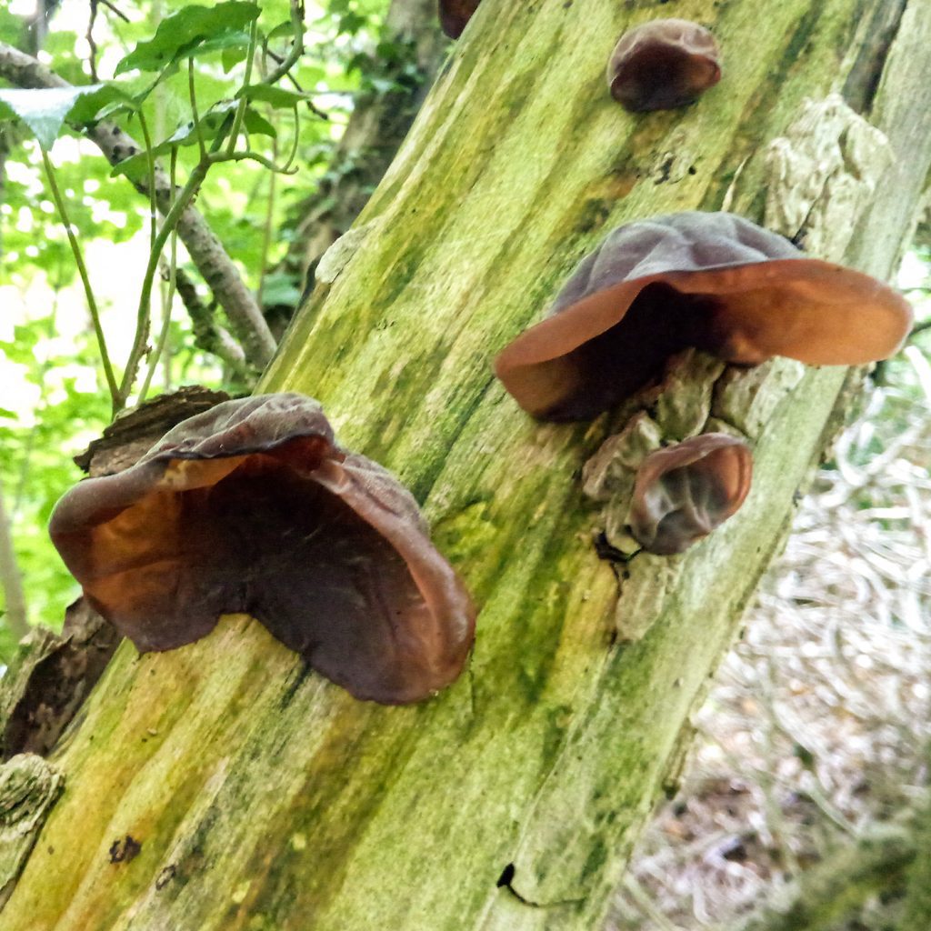 Wood ear fungi North Wales