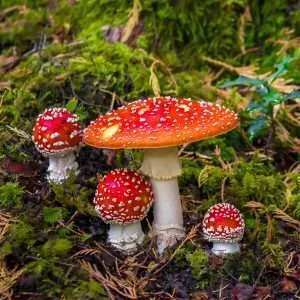 Fly Agaric toadstool fungi identification