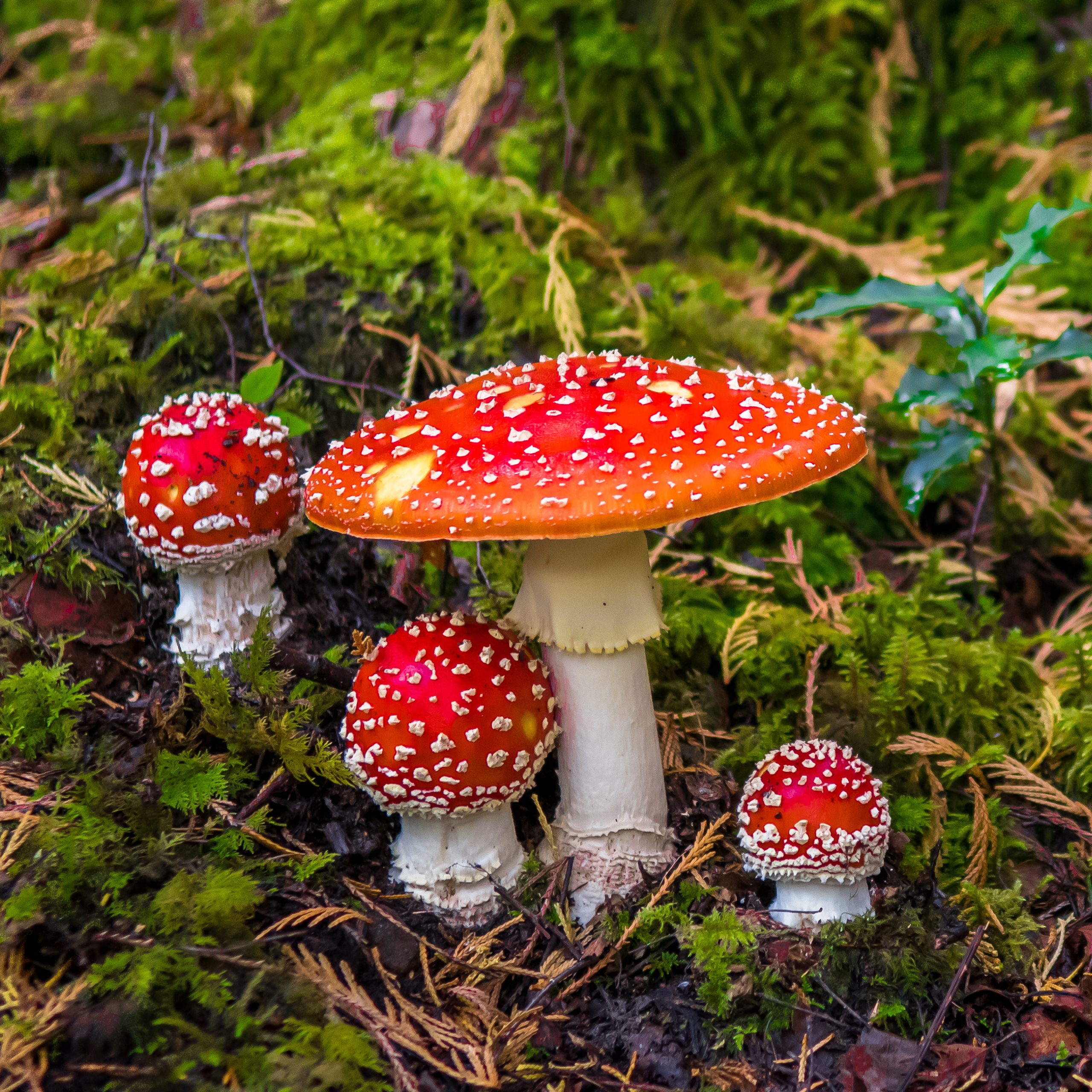 Five fungi to look for in North Wales this Autumn