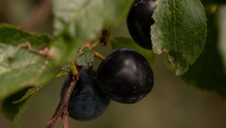 Ripe sloes before the frost