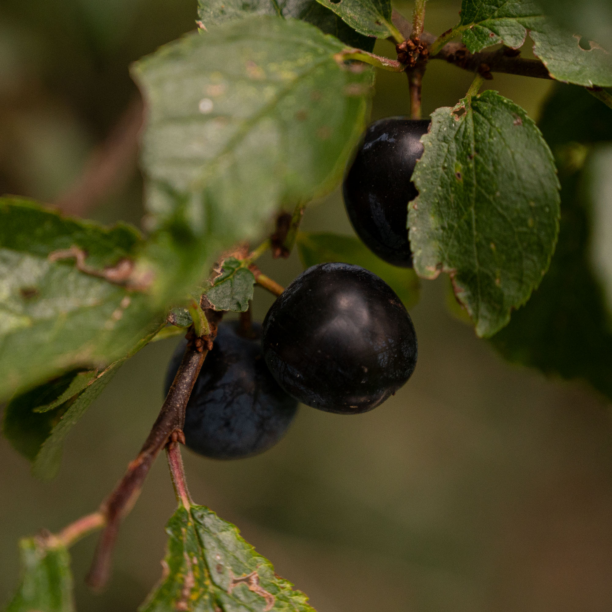 Ripe sloes before the frost