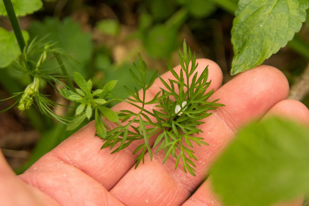 Pignut leaves with scale