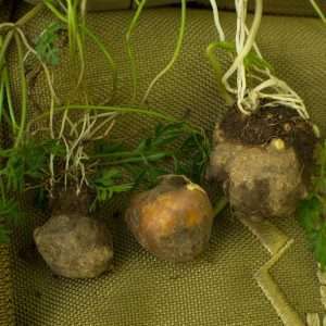 A selection of pignuts