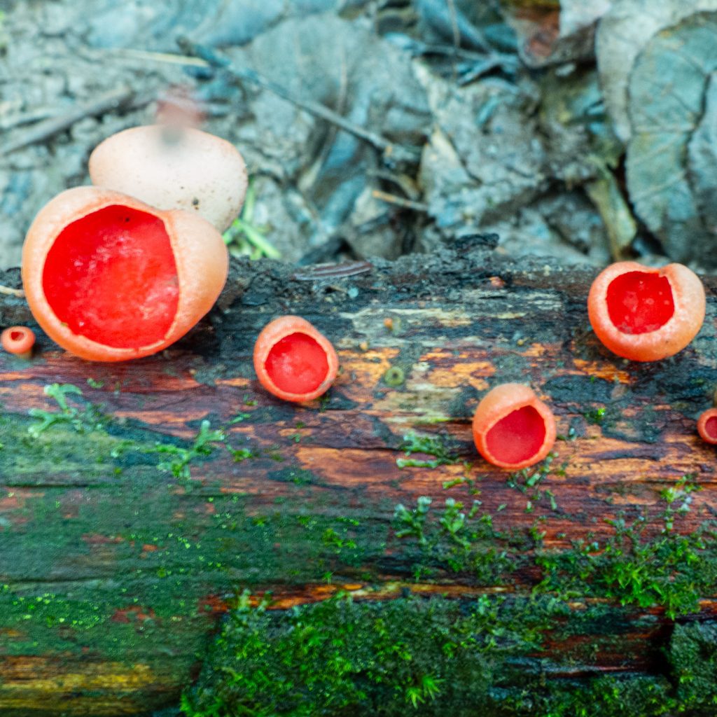 Scarlet Elf Cup on dead wood in UK red fungi in winter