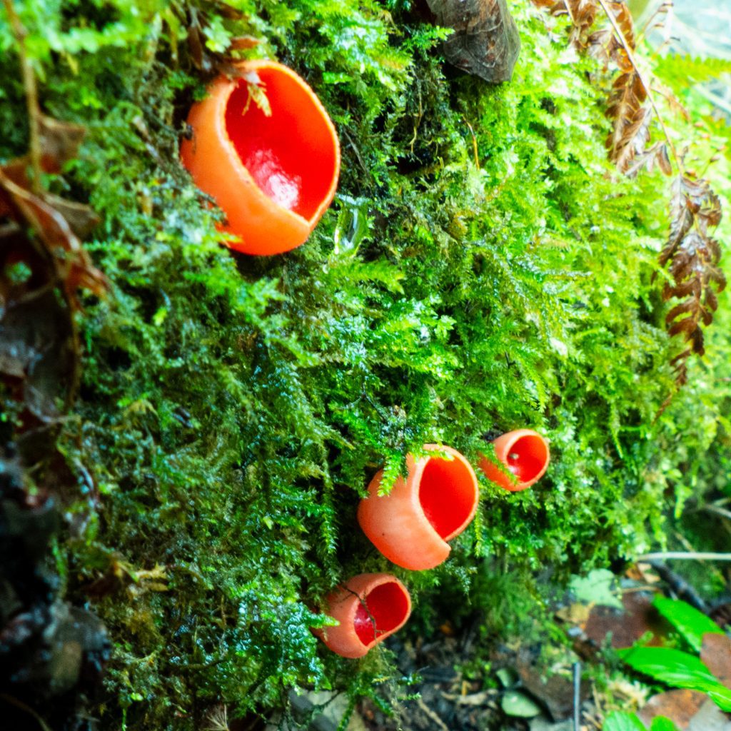 Scarlet Elf Cup red fungi growing in moss