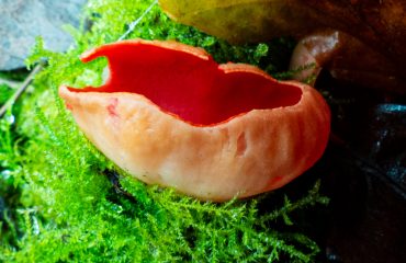Scarlet Elf Cup a red winter fungus