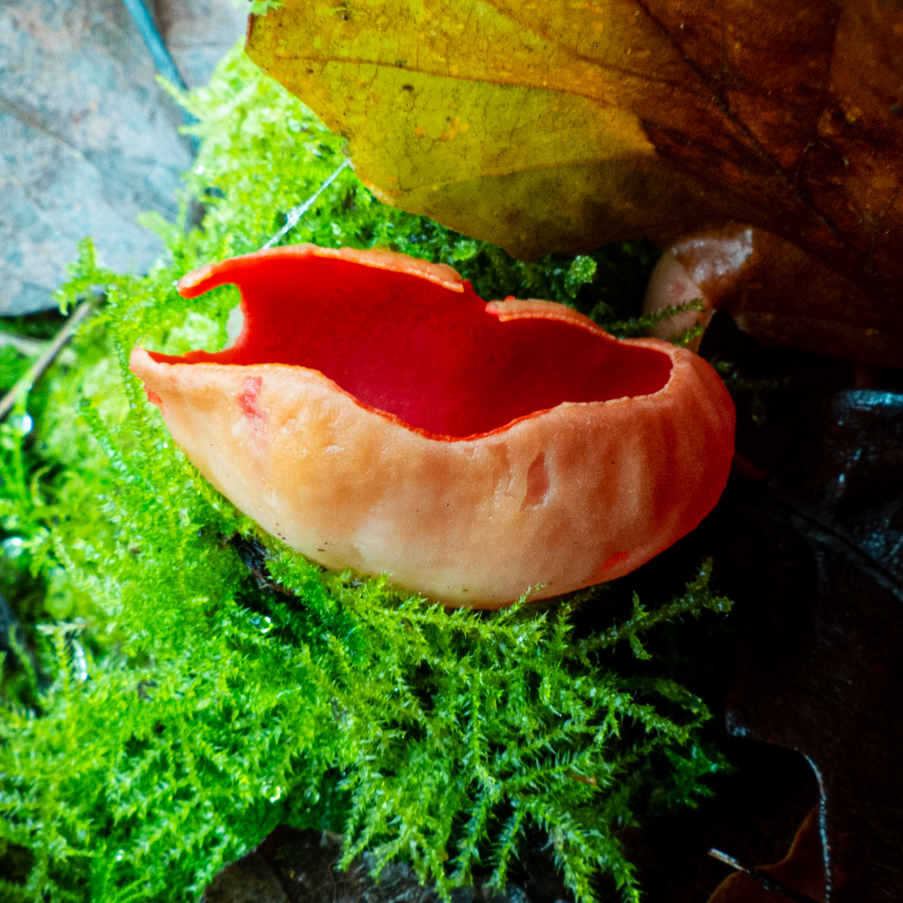 Scarlet Elf Cup a red winter fungus