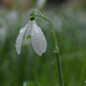 Snowdrop flower