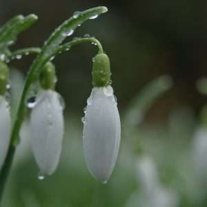 Snowdrop