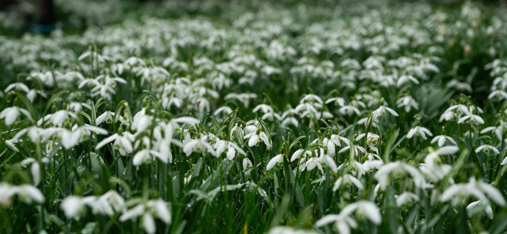 Carpet of snowdrops in winter in North Wales