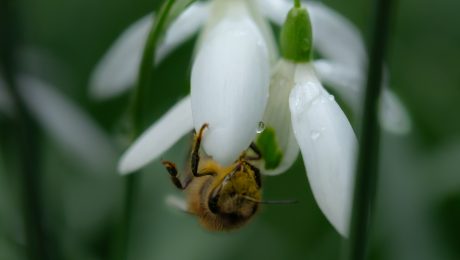 bee on a snowdrop pollinating the flower