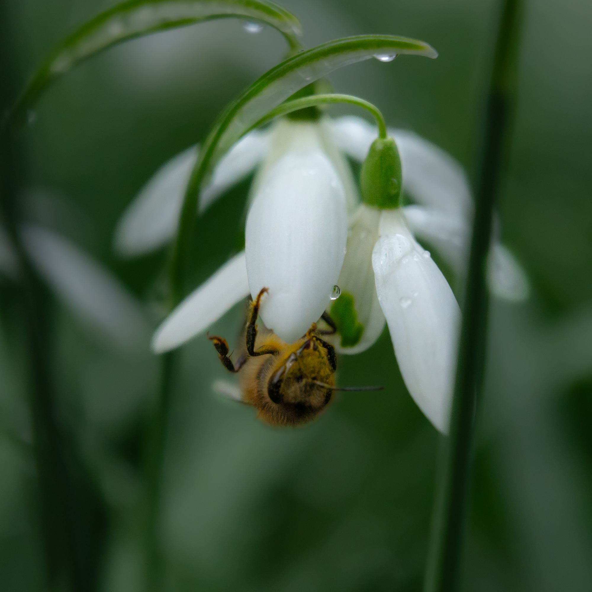 bee on a snowdrop pollinating the flower