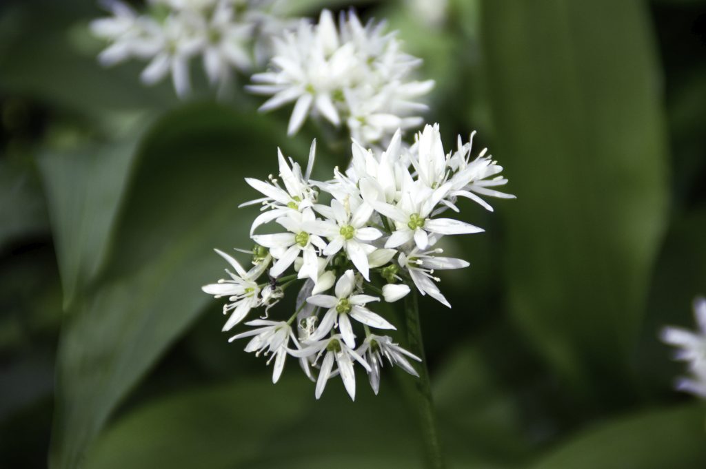 white wild garlic flower structure