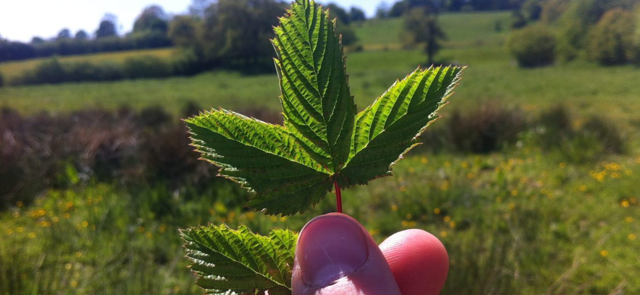 Meadowsweet wild edible plant source of aspirin natural painkiller
