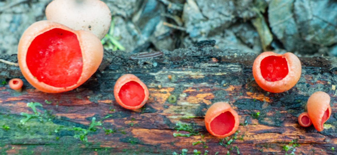 Scarlet Elf Cup on dead log in woodland UK