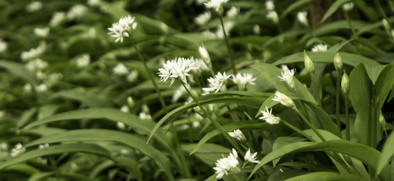 Wild Garlic in UK spring with flowers